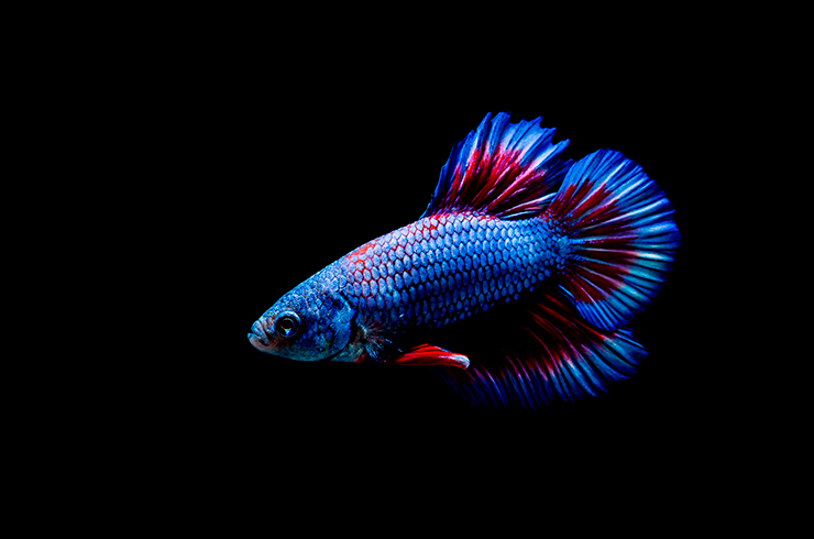 Півник Дельта (Betta Delta)