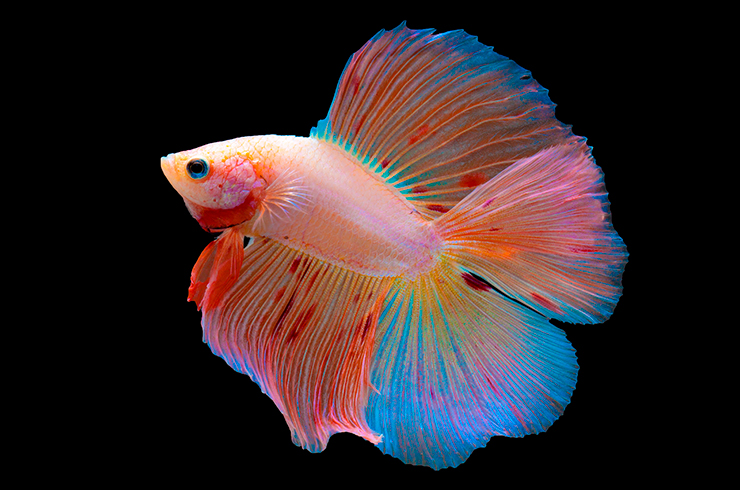 Півник двовостий (Betta Double Tail)