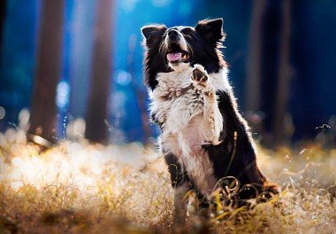 Бордер-колли
