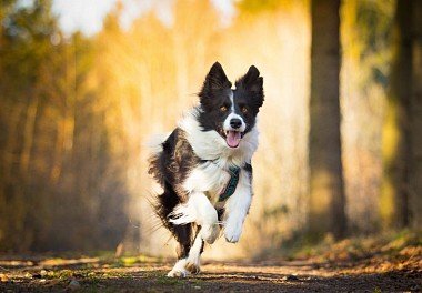 Бордер-колли