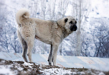 Кангал